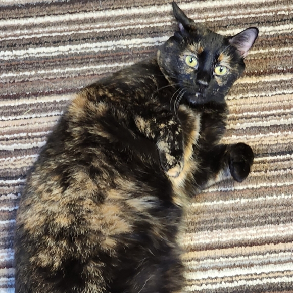 Smoke Free Pet Friendly - Picture 5 of 9